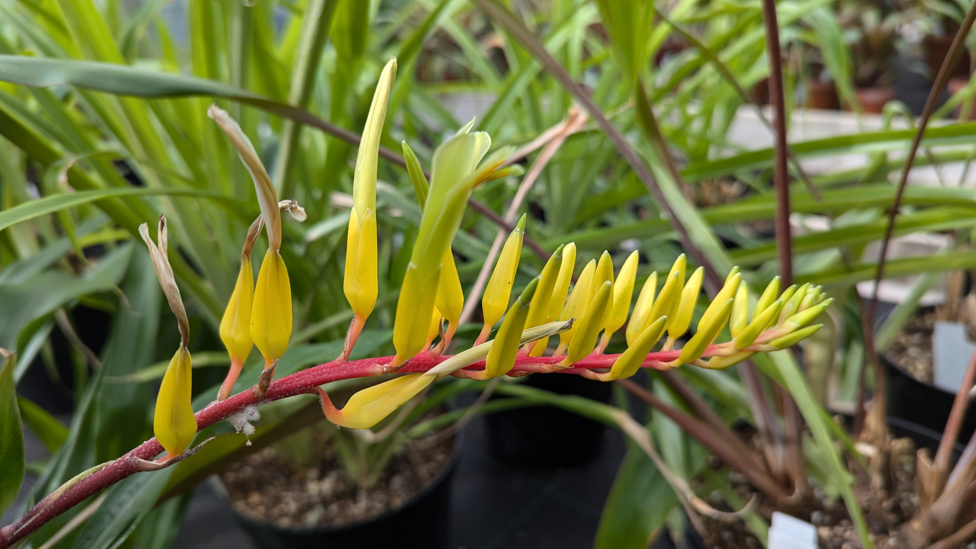 preview Pitcairnia chiapensis  Miranda